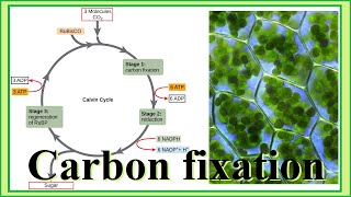 carbon fixation [upl. by Cesaro]