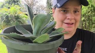 Agave Plants and how to remove pups from the mother plant [upl. by Nirek]