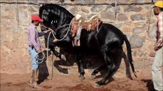 GATILLERO MR RANCHO LOS POTRILLOS [upl. by Epps]