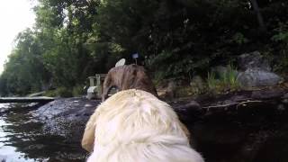 GoPro Fetch Swimming Dog Demo [upl. by Bricker]