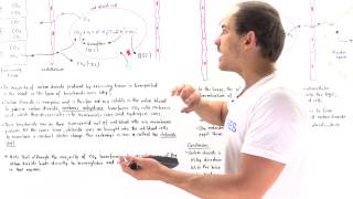 Transport of Carbon Dioxide and Chloride Shift [upl. by Aoket]