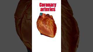 Coronary Arteries of Heart  3D Anatomy heartanatomy coronary anatomy humanheart neet 3d [upl. by Lonni]