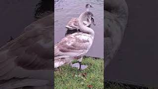 Swans swindon swans wildlife nature birds animals swanlife [upl. by Ednalrim]