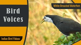 SOUND of White Breasted Waterhen Bird calls Indian birds birdcalls [upl. by Gefell]