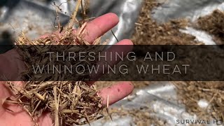 Hand Threshing and Winnowing Garden Wheat [upl. by Kinnon364]