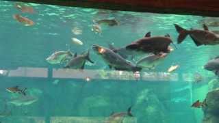 River Safari Feeding Session  Mekong Giant Catfish and Giant Freshwater Stingray [upl. by Cyndie]