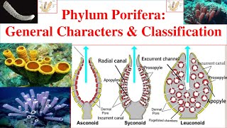 Porifera  Phylum Porifera  Porifera General characters and Classification  Sponges [upl. by Smail994]