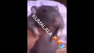 Kumala Savesta Rat Version [upl. by Kidder]