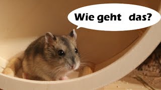 Babyhamster läuft zum ersten Mal im Laufrad [upl. by Julia]