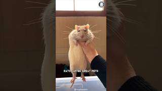 Rats 🐀 Why They Make Great Pets [upl. by Yarrum]