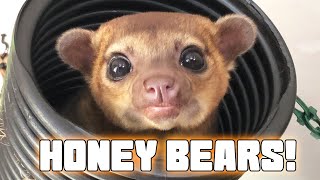 Kinkajou Rescue Visit What you should know about these Cute Creatures [upl. by Gnoud]