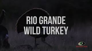 Rio Grande Wild Turkey Gobbles  A Mossy Oak Compilation [upl. by Eitsyrhc]