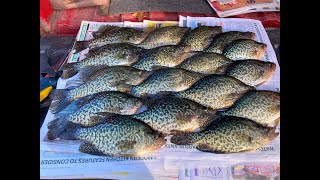 Fantastic Fall Crappie Fishing [upl. by Ellenyl]