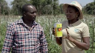 Amirans leading Hybrid Tomato Variety Shanty Improved [upl. by Terrell55]