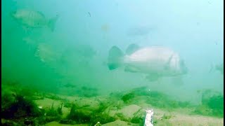 Underwater in Moreton Bay  Bongaree Jetty Bribie Island [upl. by Hentrich101]