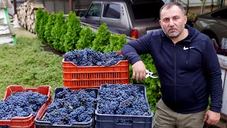 HOMEMADE WINE from HOMEGROWN GRAPES [upl. by Ferino]