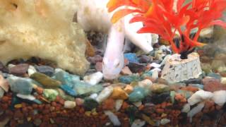 African cichlid snow white socolofi fry [upl. by Hamaso]