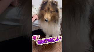 【シェルティ】はやく❣️寝ようよ❣️shetlandsheepdog sheltie 癒し [upl. by Suoicerp]