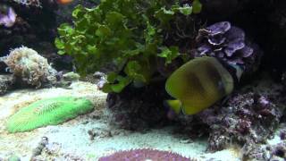 Chaetodon kleinii Kleinii butterflyfish [upl. by Annairda]