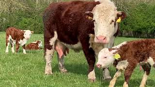 Miniature Hereford Calving time 2020 [upl. by Hirsh]