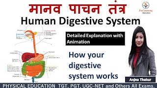 पाचन तंत्र  Digestive System in Hindi  Anatomy and Physiology [upl. by Weixel]