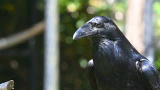 Meet Ari the Raven [upl. by Vince903]