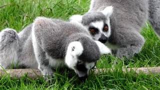 Lemurs [upl. by Philbrook]