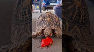 how I feed my turtle ytshorts viralshorts tortoise [upl. by Pump802]