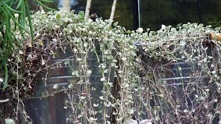 Dichondra repens silver falls  Decogarden  Jardinatis [upl. by Braeunig203]