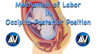 2Minute Neuroscience Pain and the Anterolateral System [upl. by Yalahs]