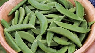 How to Plant and Grow Peas [upl. by Quillon]