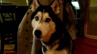 Mishka the Husky says quotHelloquot  Dog Talking [upl. by Obie]