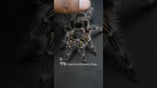 Gunwantimy chaco golden knee tarantula ecoden [upl. by Mcgurn]