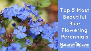 Top 5 Most Beautiful Blue Flowering Perennials  NatureHillscom [upl. by Wivinia]