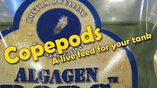 How to add AlgaGen Copepods to your Reef Tank [upl. by Noiz]