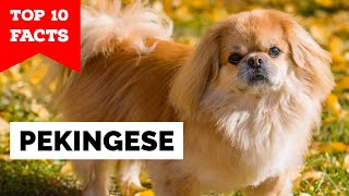 Pekingese  Top 10 Facts [upl. by Haliek985]