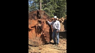 Redwood Region Logging Conference 2018 [upl. by Alleuqahs894]