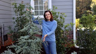 Planting A Blue Atlas Cedar Tree  Gardening with Creekside [upl. by Mosra]