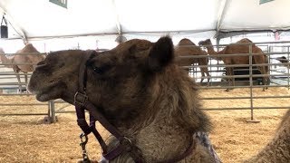 ANIMAL FACTS FOR KIDS camel facts and camel demonstration [upl. by Marieann571]