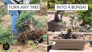 How to Make a Bonsai from a Regular Tree  Garden Tour  Bonsai Heirloom [upl. by Niko328]