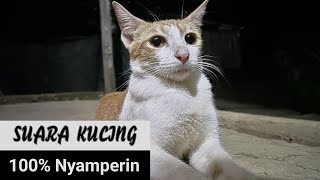 Suara pikat kucing suara kucing suara memanggil kucing sound cat calling [upl. by Nennek]