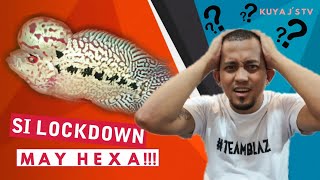 FLOWERHORN HEXAMITA TREATMENT WHAT TO DO [upl. by Chally]