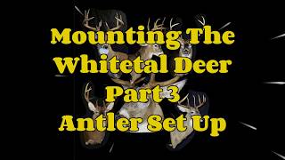 Mounting The Whitetal Deer  Part 3 Antler Setup [upl. by Keiryt856]