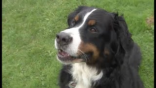 MatheGenie Berner Sennenhund aus Heiligenhafen kann rechnen [upl. by Nyrmac]