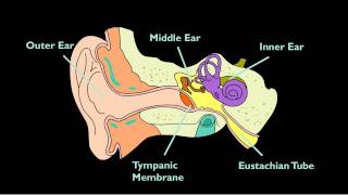 Otitis Media With Effusion [upl. by Oinegue]