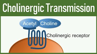 Cholinergic Transmission  Autonomic nervous system [upl. by Noned]