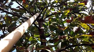 Pruning an avocado tree to keep it small [upl. by Bryner859]