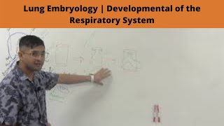 Lung Embryology  Developmental of the Respiratory System [upl. by Merkley]