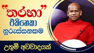 තරහා එකිනෙකා නූරුස්සනකම උතුම් අවවාදයක් ‍ Ven Welimada Saddaseela Thero [upl. by Arin35]