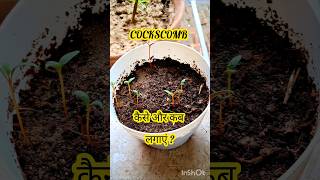 Cockscomb Seedling 🌱 cockscomb celosia celosias seedplanting seeding shorts seeds flowers [upl. by Hilliary]